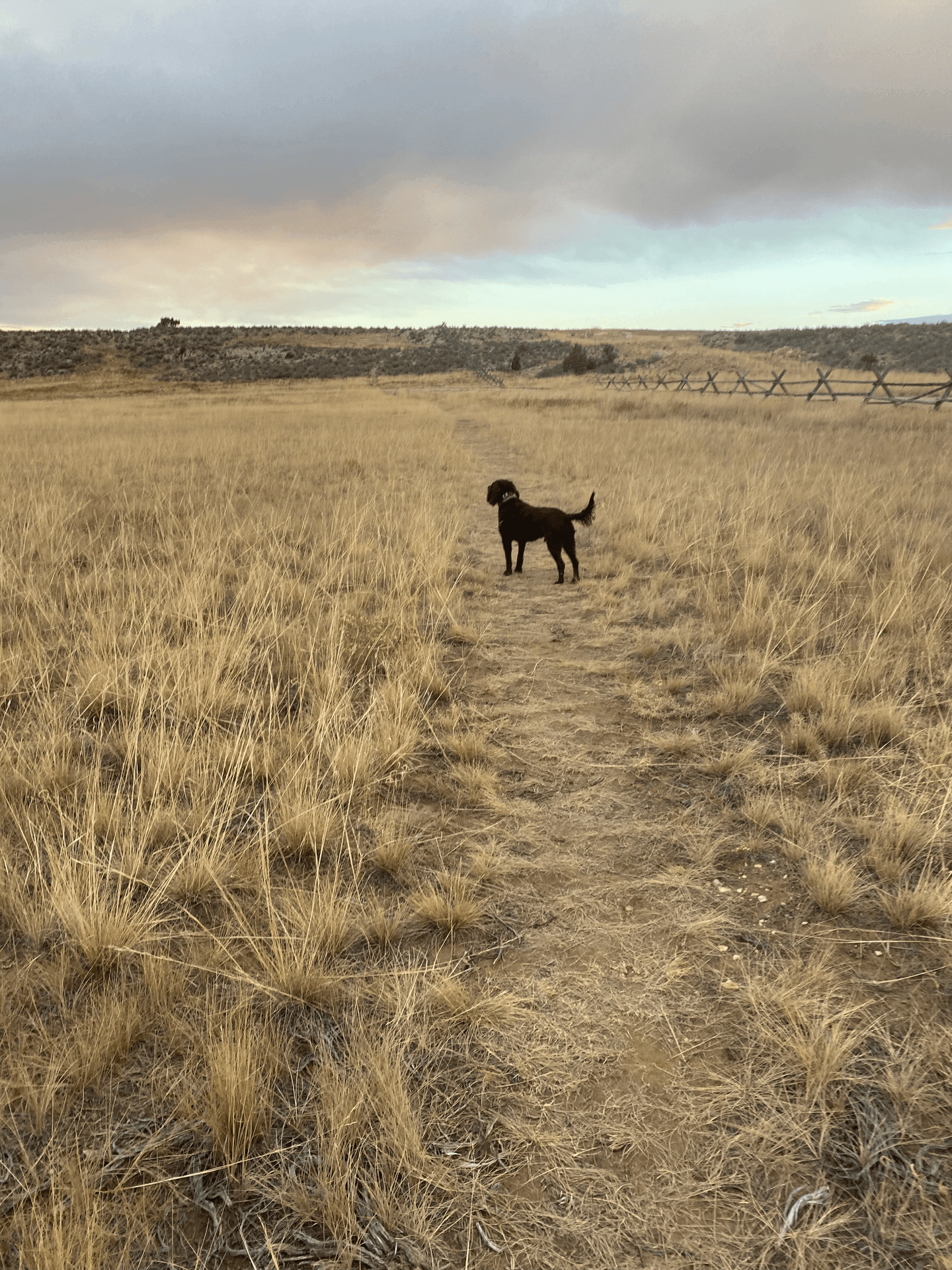 Dog Walking